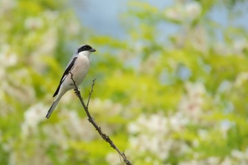 Lesser Gray Shrike (Lanius minor) perched on a acacia branch with white acacia blooms and green leaves in the bachground