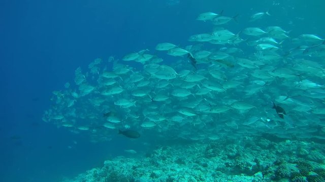 Massive school of bayads swims in the blue water over coral reef, Caranx sexfasciatus - Bigeye trevally, bigeye jack, great trevally, six-banded trevally and dusky jack. Indian Ocean,  Maldives 
