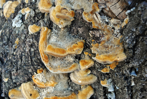False tinder fungus