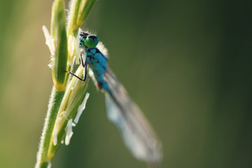 Macro shot of a bright blue dragonfly sitting on a green blade of  grass