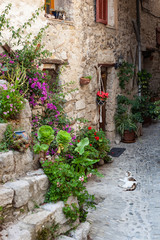 Fototapeta na wymiar Stone laneway with flowers and a cat, Peillon, France
