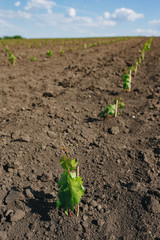 Rows of young grape seedlings in a spring ground