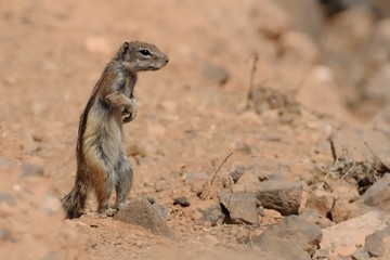 Barbary Ground Squirrel - Atlantoxerus getulus