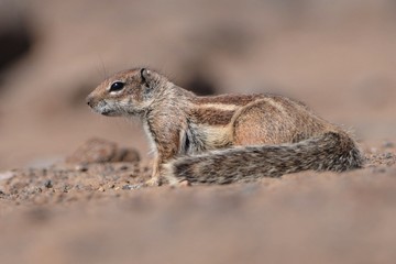 Naklejka na ściany i meble Barbary Ground Squirrel - Atlantoxerus getulus