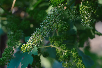 Closeup shot os grape flowers and young grapes