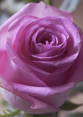 Pink rose flower close up