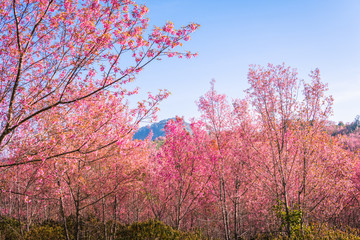Obraz na płótnie Canvas Wild himalayan cherry in sunshine day