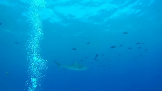 Tiger shark swim in the blue water  - Indian Ocean, Fuvahmulah island, Maldives, Asia
