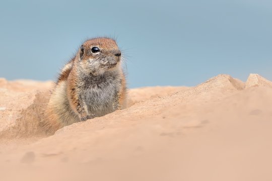 Barbary Ground Squirrel - Atlantoxerus Getulus