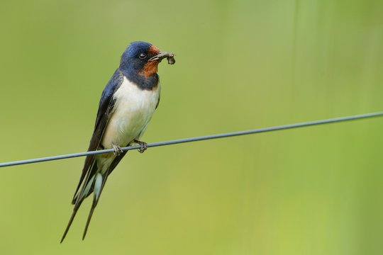 Barn Swallow - Hirundo rustica sitting on the wire with green background