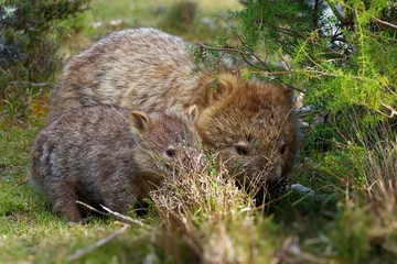 Acrylic prints Cradle Mountain Vombatus ursinus - Common Wombat
