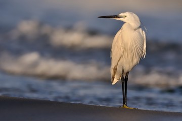 Little Egret (Egretta Garzetta) standing on the beach and sunbathing