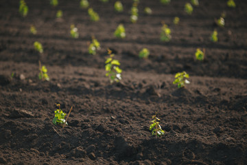 Rows of young grape seedlings in a spring vineyard ground