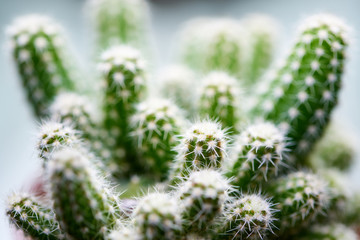 Cactus. Cereus peruvianus