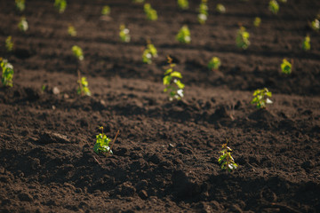 Rows of young grape seedlings in a spring vineyard ground