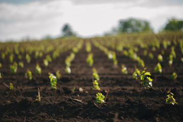 Rows of young grape seedlings in a spring ground