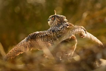Eurasian Eagle-Owl - Bubo bubo