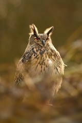 Eurasian Eagle-Owl - Bubo bubo