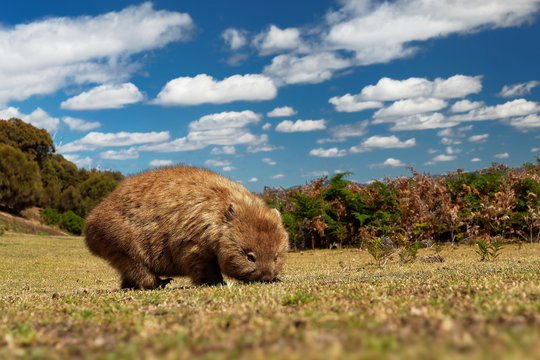 Vombatus ursinus - Common Wombat