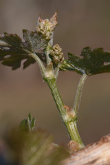 Closeup shot of young grape leaves and flowers in spring