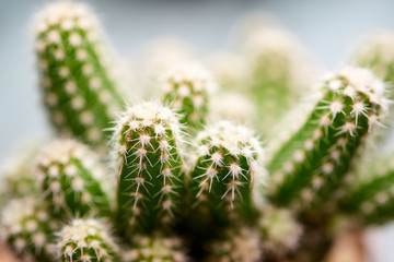 Cactus. Cereus peruvianus