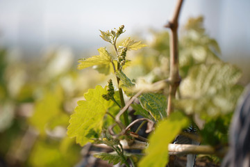 Closeup shot of young grape leaves and flowers in spring