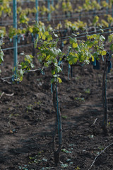 Accurate green vineyard in spring