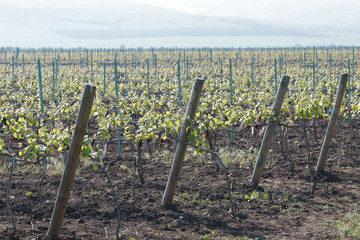 Accurate green vineyard in spring