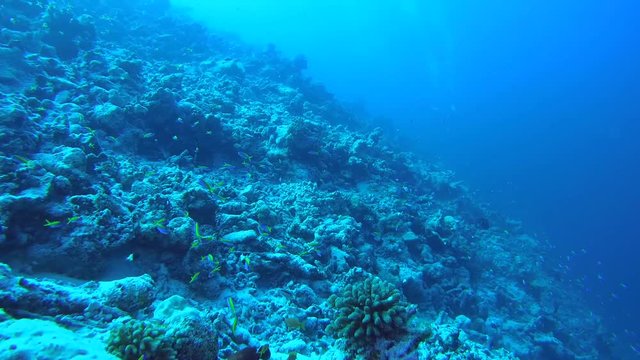 School of anthias swims over coral reef, Yellowback Anthias - Pseudanthias evansi. Indian Ocean, Fuvahmulah island, Maldives, Asia
