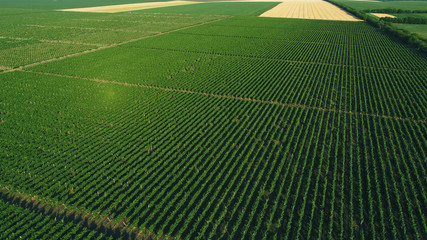 Green vineyard in summer shot from drone at daylight