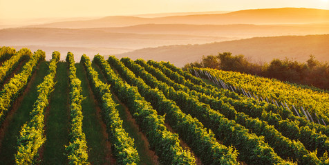 Wide panoramic shot of a green summer vineyard at sunset
