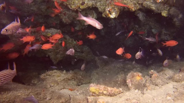 Life in underwater cave - Indian Ocean, Maldives, Asia
