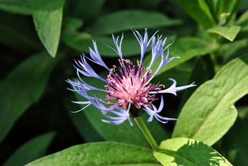 Blue centaurea cyanus (cornflower, chelor's button) blooming flower, dark green leaves background