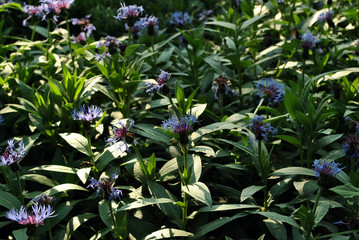 Glade with blue centaurea cyanus (cornflower, chelor's button) blooming flowers