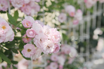 薔薇　ボニー　埼玉県　伊奈町　日本