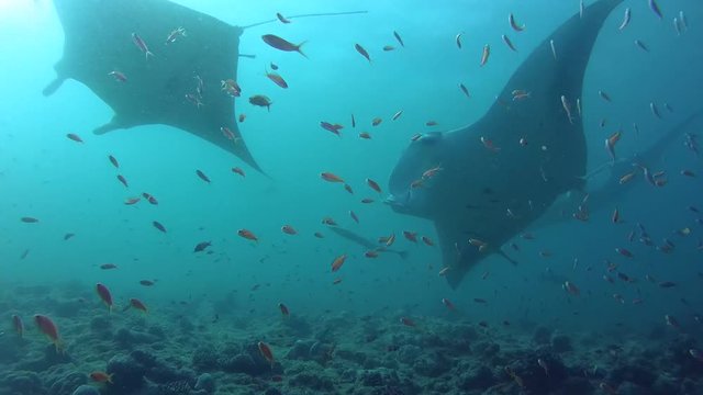 Group of Reef Manta Ray swim in blue water - Indian Ocean, Maldives, Asia
