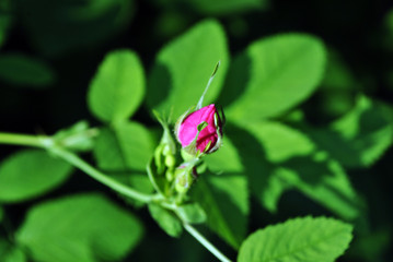 Rosehip twig with buds on bush, soft bokeh background, top view