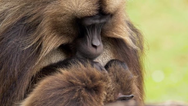 Gelada (Theropithecus gelada) grooming