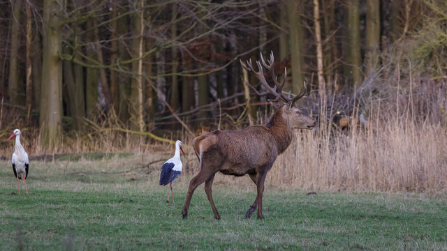 Red Deer and Stork