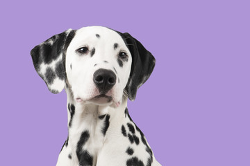 Dalmatian dog portrait on a lavender purple background