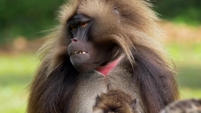 Gelada (Theropithecus gelada) grooming
