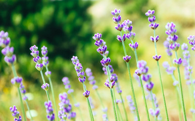 Fototapeta premium Beautiful violet wild lavender meadow backdrop. A field of purple lavandula herbs blooming in a french provence.