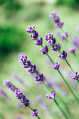 Beautiful violet wild lavender meadow backdrop. A field of purple lavandula herbs blooming in a french provence.