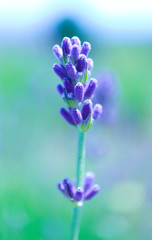 Obraz premium Beautiful single violet wild lavender flower, macro view. A field of purple lavandula herbs blooming in a french provence.