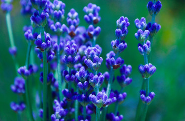 Beautiful violet wild lavender meadow backdrop. A field of purple lavandula herbs blooming in a french provence.
