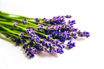 Lavender flowers bouquet isolated on white background, close up, shadows.