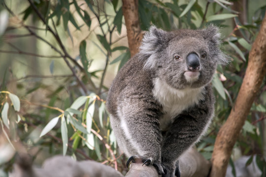 an Australian koala