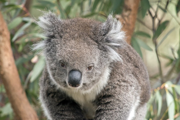 Fototapeta na wymiar an Australian koala