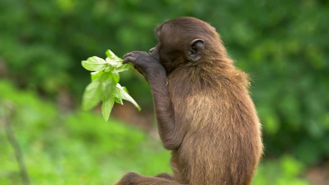 Gelada eating leaves