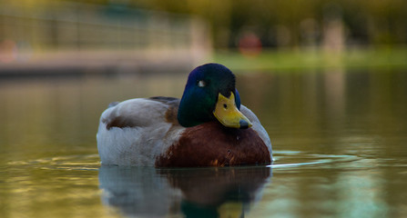 Sleeping Duck in Water